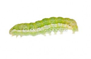 depositphotos_6414735-Small-green-caterpillar