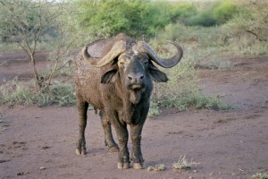 buffalo1