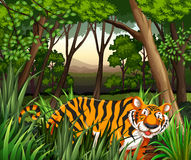 tiger-55365552